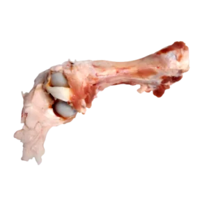 Femur bone